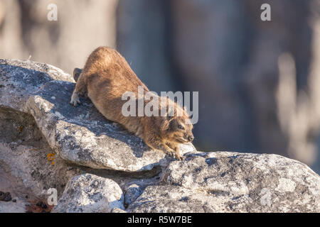 Dassie auf dem Tafelberg Stockfoto