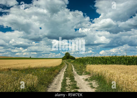 Straße zwischen Weizen- und Maisfelder, Horizont und weißen Wolken am blauen Himmel Stockfoto