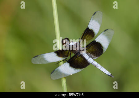 Witwe Skimmer, Libellula luctuosa, männlich Stockfoto