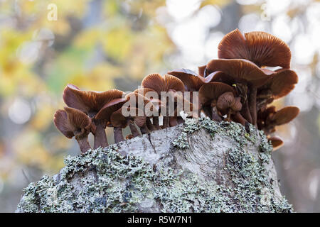 Braune Pilze am Baum Stockfoto