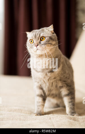 Erwachsene Katze Rasse Scottish Straight mit einer langen Schnurrbart sitzen auf der Couch Stockfoto