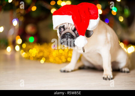 Ein Mops Hund sitzen auf dem Boden in eine rote Kappe in der Nähe eines Weihnachtsbaumes mit Girlanden Stockfoto