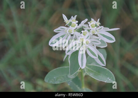 Schnee auf dem Berg, Euphorbia marginata Stockfoto
