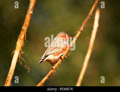 Zebra Finch sitzt auf Zweig Stockfoto