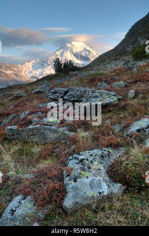 Gipfel der Ortler im Abendlicht Stockfoto