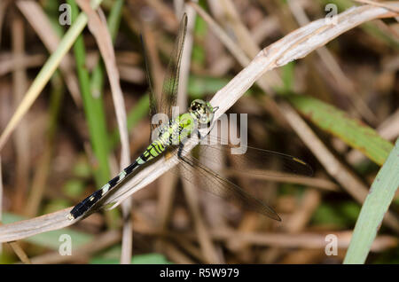 Östlichen Pondhawk, Erythemis simplicicollis, Weiblich Stockfoto