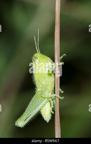 Fuzzy Olive-Green Grasshopper, Campylacantha olivacea, Nymphe Stockfoto