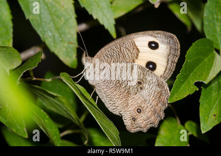 Gemeinsame Wood-Nymph, Cercyonis pegala Stockfoto