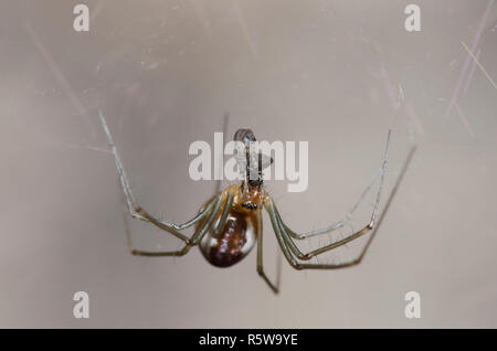 Sheetweb Spinne, Unterfamilie Linyphiinae, mit Beute Stockfoto