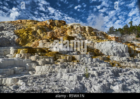 Travertin Terrassen in Mammoth Hot Springs, Yellowstone National Park Stockfoto