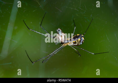 Sheetweb Spinne, Unterfamilie Linyphiinae, mit Beute Stockfoto