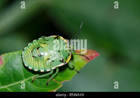 Grüne stinken Bug, Chinavia hilaris, Nymphe Stockfoto