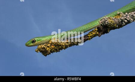 Männliche grobe Ringelnatter (opheodrys aestivus) auf Flechten bewachsene Verzweigung vor blauem Himmel Stockfoto