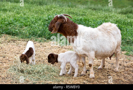 Mutter Boer Ziege 'Capra aegagrus hircus' mit zwei Tage alten Kindern, füttert Luzerne, Scheunhof, Grünfeld. Stockfoto