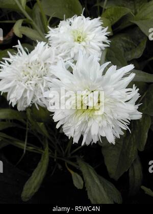 Mehrjährig Leucanthemum x 'Lilac Crazy Daisy. Mittel hoch Chrysantheme mit weißen Blumen und einem gelben Zentrum. Blumen in varioun Stile. Stockfoto