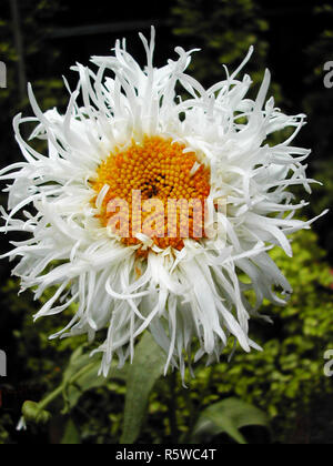 Mehrjährig Leucanthemum x 'Lilac Crazy Daisy. Mittel hoch Chrysantheme mit weißen Blumen und einem gelben Zentrum. Blumen in varioun Stile. Stockfoto