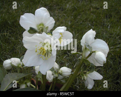 Helleborus niger Christrose mit Blumen und Blüten sowie deren Knospen, Blütezeit vom frühen Winter und frühen Frühling Ideal für Wald- oder Strauch Grenze Stockfoto