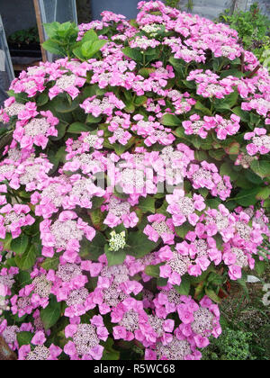 Rosa Lacecap Hydrangea macrophylla Blütezeit Mitte bis Ende Sommer Laub- und vollkommen winterhart Stockfoto