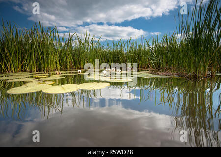 Seerosen mit grünen Blättern schwebenden auf der gespiegelten Wasser Oberfläche einer Wasser Kanal in das niederländische Poldermodell unter einem blauen Himmel mit weißen Wolken Stockfoto