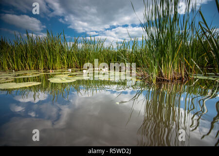 Seerosen mit grünen Blättern schwebenden auf der gespiegelten Wasser Oberfläche einer Wasser Kanal in das niederländische Poldermodell unter einem blauen Himmel mit weißen Wolken Stockfoto