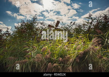 Reedlands und Wasser Kanäle zwischen den Wiesen des holländischen Polder Natürliche niederländische Landwirtschaft Landschaft Stockfoto