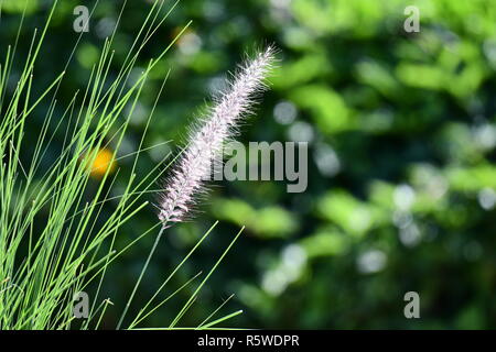 Wilde Blumen und Distel in den Bergen von Zypern Stockfoto