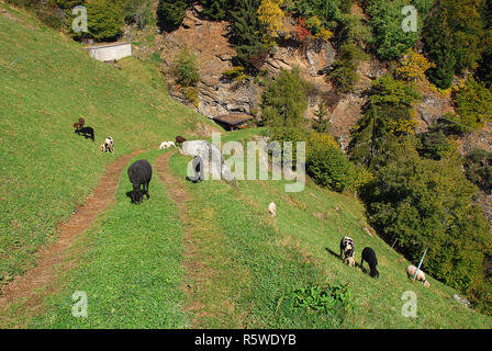 Eine Herde Schafe weidet auf einem Wanderweg in die Berge der Texelgruppe (Meran, Südtirol, Italien). Schafen vorlegen wolle, Milch und Fleisch für trad. Stockfoto