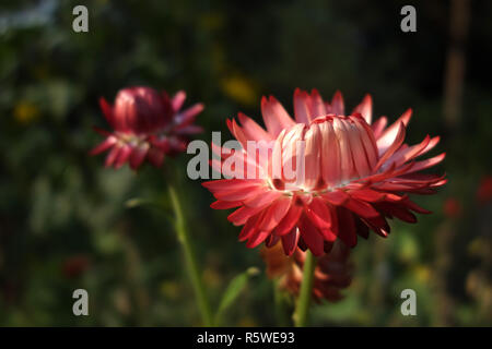 getrocknete Blumen Stockfoto