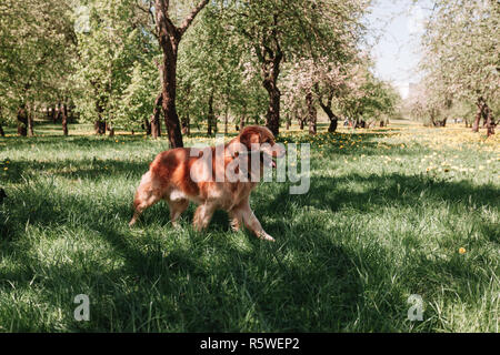 Hund Rasse setter spielt mit einem Stock. Stockfoto