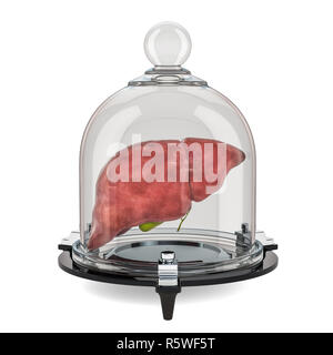 Die menschliche Leber durch Glas Glocke fallen, zu schützen. 3D-Rendering auf weißem Hintergrund Stockfoto