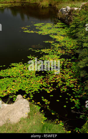 Seerosen wachsen in einem ehemaligen Steinbruch bei Granit Haytor auf Dartmoor. Stockfoto