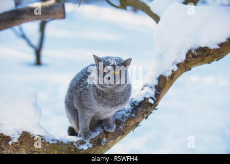 Katze sitzt auf dem Baum in den Garten im schneereichen Winter Stockfoto