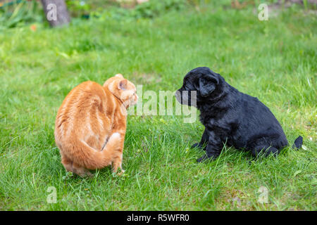 Lustige Tiere. Kleine Welpen und Kätzchen spielen auf dem Rasen im Garten Stockfoto