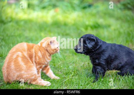 Lustige Tiere. Kleine Welpen und Kätzchen spielen auf dem Rasen im Garten Stockfoto
