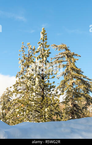 Wüste Pflanzen unter Schnee, Klima Wechsler im südlichen Kalifornien, Big Bear Mountain, San Bernardino, 2016 Stockfoto