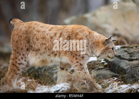 Einem großen Eurasischen Luchs Walking im Winter Wald Stockfoto