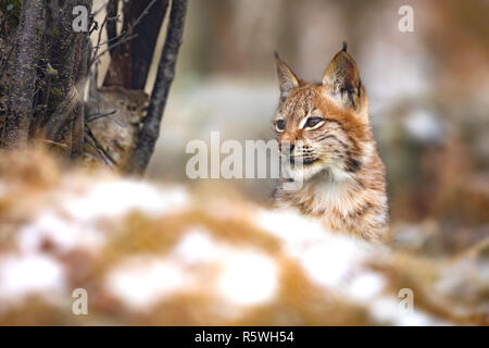 Junge Eurasischen Luchs in den Wald im Winter auf der Suche nach Beute Stockfoto