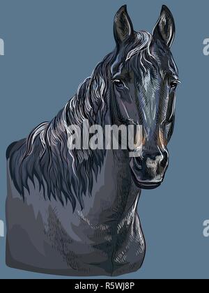 Bunte hand Zeichnung Portrait von Black Horse. Pferd Kopf isoliert Vektor hand Zeichnung Abbildung auf dunkelblauem Hintergrund Stock Vektor