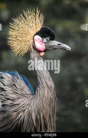 Portrait von Grauen gekrönt Kran, Indonesien Stockfoto