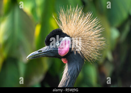 Portrait von Grauen gekrönt Kran, Indonesien Stockfoto