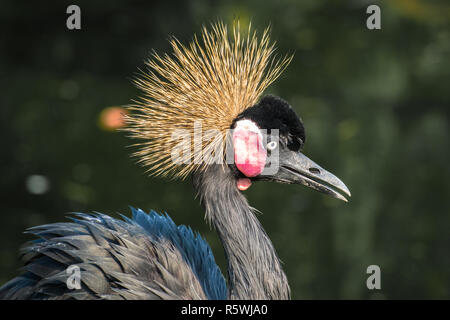 Portrait von Grauen gekrönt Kran, Indonesien Stockfoto