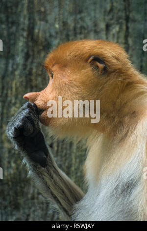 Porträt einer Proboscis Monkey, Indonesien Stockfoto