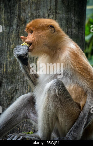 Porträt einer Proboscis Affen essen, Indonesien Stockfoto