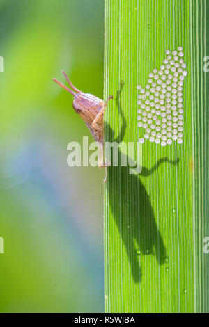 Nahaufnahme der Heuschrecke auf ein Blatt mit Eiern, Indonesien Stockfoto