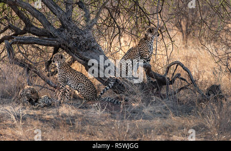 Vier cheetah Cubs unter einem Baum, Kenia Stockfoto