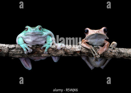 Eared Laubfrosch und plump Laubfrosch sitzt auf Zweig, Indonesien Stockfoto