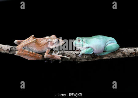 Eared Laubfrosch und plump Laubfrosch sitzt auf Zweig, Indonesien Stockfoto