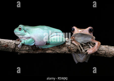 Eared Laubfrosch und plump Laubfrosch sitzt auf Zweig, Indonesien Stockfoto