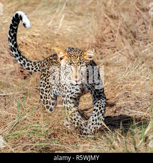 Leopard laufen, Kenia Stockfoto