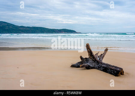 Broken Tree Trunk auf den einsamen Strand von Lopes Mendes, Ilha Grande, Brasilien Stockfoto